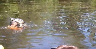 Alligators qui nagent paisiblement avec un homme