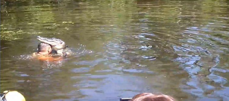 Alligators qui nagent paisiblement avec un homme
