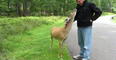 Une biche et un homme qui se rencontrent c'est magnifique