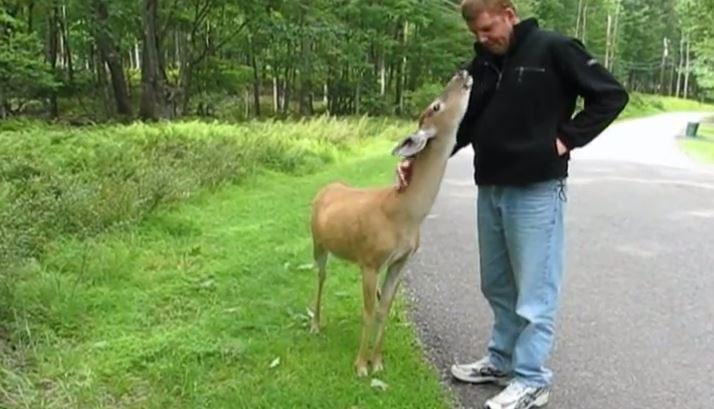 Une biche et un homme qui se rencontrent c'est magnifique